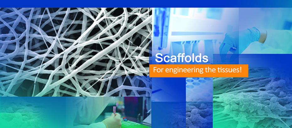 Polycaprolactone (PCL) Electrospun Nanofiber scaffold