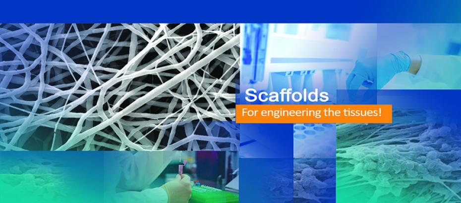 PCL/PVA Electrospun Scaffold